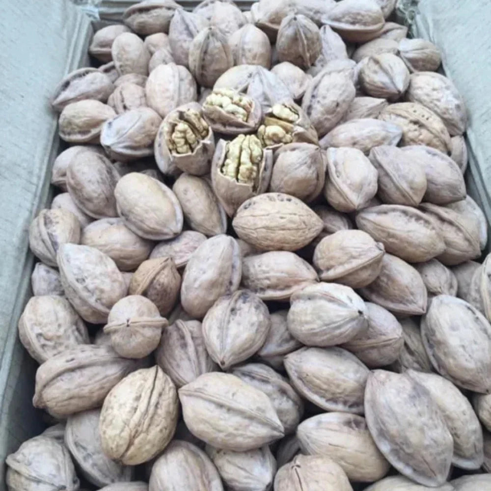 PREMIUM CHITRAL NUTS
