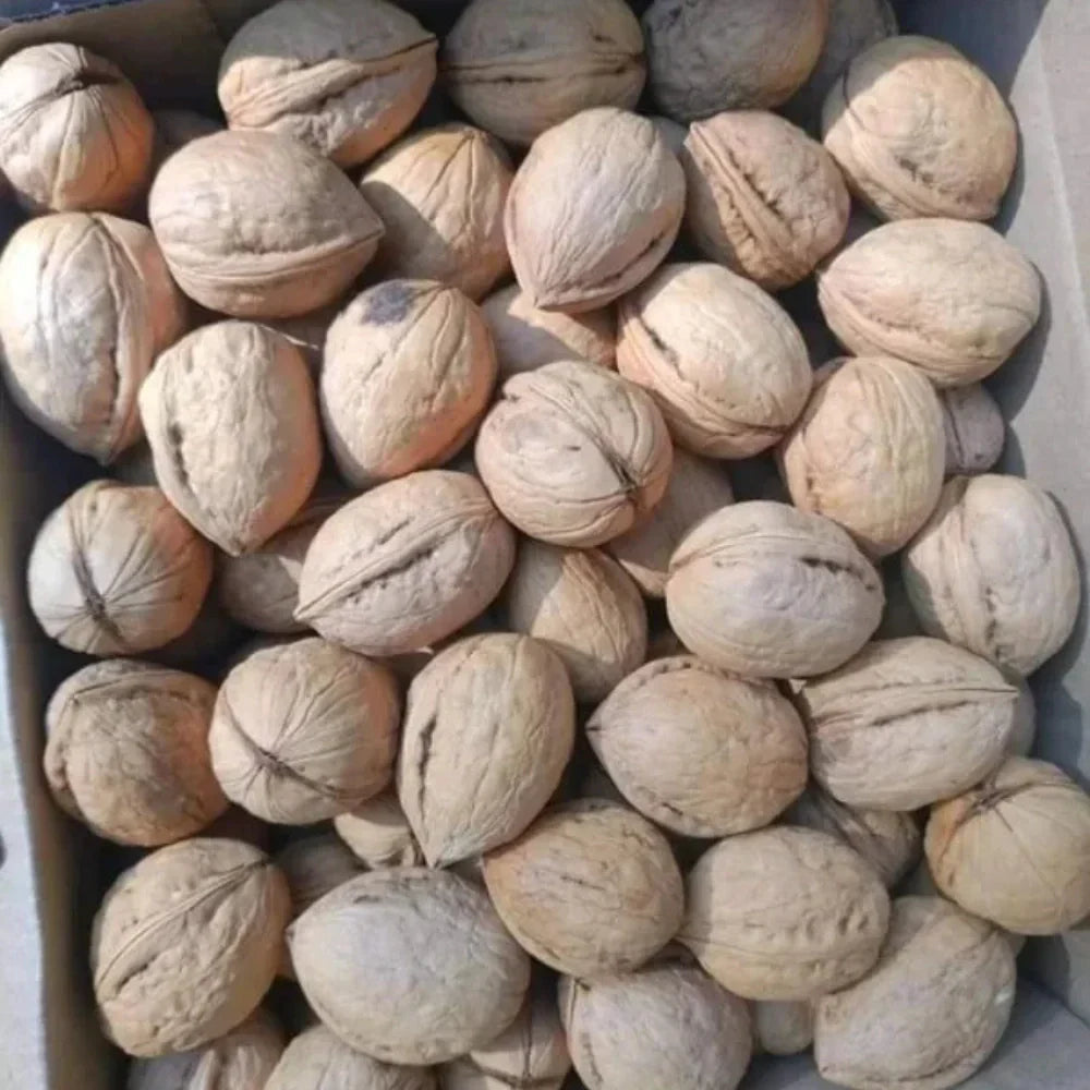 PREMIUM CHITRAL NUTS